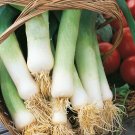 LEEK (Giant Musselburgh) - 150 Seeds - Tas Grown >Alliums > Autumn Winter Garden