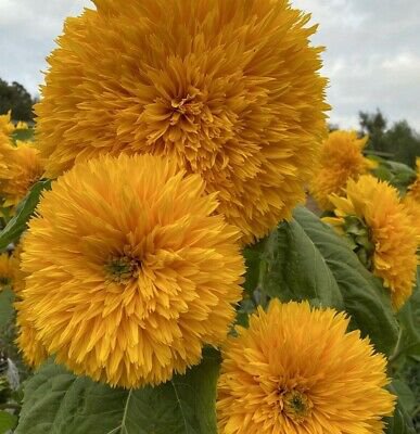 Sunflowers (Double Dazzler) - 10 Seeds > Flowers > Garden > Multiple Heads !!