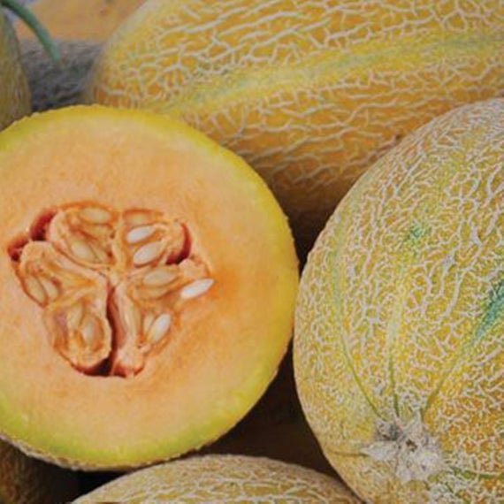 Rockmelon - 20 seeds - Fresh Seeds