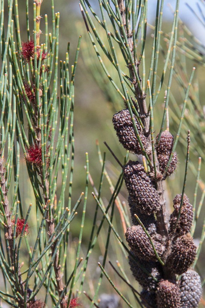 Allocasuarina monilifera - SheOak - 30 Seeds - Fresh Seeds