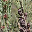 Allocasuarina monilifera - SheOak - 30 Seeds - Fresh Seeds