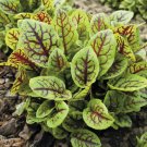 Sorrel Red Vein - 200 seeds > Microgreens > Bloody Dock > Restaurant Garnish