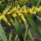 Sydney Golden Wattle (Acacia longifolia) - 20 Seeds - Fresh Seeds