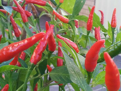 BIRDS EYE CHILLI SEEDS - 25 Seeds - Fresh Seeds