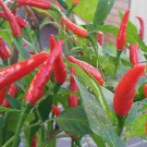 BIRDS EYE CHILLI SEEDS - 25 Seeds - Fresh Seeds