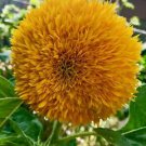 Sunflowers - Teddy Bear - 10 Seeds - Massive thick Sunflower - Award Winning!
