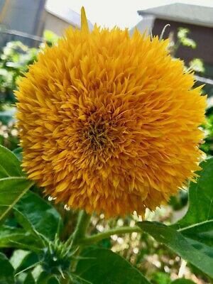 Sunflowers - Teddy Bear - 10 Seeds - Massive thick Sunflower - Award Winning!