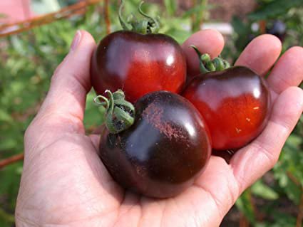 Red & Black Tomato - 25 Seeds >Heirloom > Organic >Vegetable >Garden > Summer