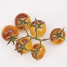 Blue Cream Berries - 25 Seeds >Heirloom >AKA - Amethyst Cream >Cherry Tomato