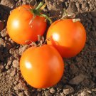 Ilse's Orange Latvian Tomato - 20 Seeds >Organic > Heirloom > Rare >Unique