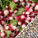 Sparkler Radish - 100 Seeds >HEIRLOOM >Organic > Spring Garden Vegetable Salad