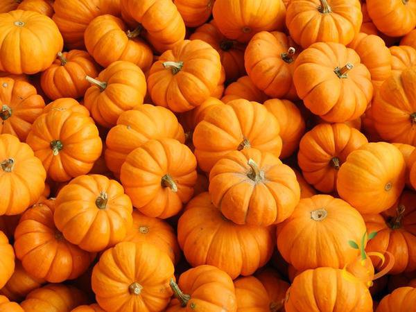 Jack Be Little Pumpkin - 8 Seeds >Organic > Heirloom > Unique > Small