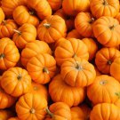 Jack Be Little Pumpkin - 8 Seeds >Organic > Heirloom > Unique > Small