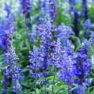 Salvia Rhea Blue - 40 Seeds - Fresh Seeds