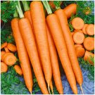 Baby Dutch Carrots - 100 Seeds > Organic >Heirloom > Vegetables >Garden