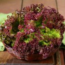 Lettuce Corral Mix - 100 Seeds - > Organic > Heirloom > Lolla Rosso/Blondo