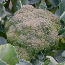 Broccoli Seeds (Italian Heirloom - De Ciccio)- 100 Seeds - Fresh Seeds