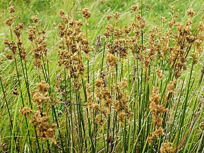 Pale Rush (juncus pallidus) - 300 Seeds > Organic >Water Pond >Soil stabilizer