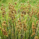 Pale Rush (juncus pallidus) - 300 Seeds > Organic >Water Pond >Soil stabilizer