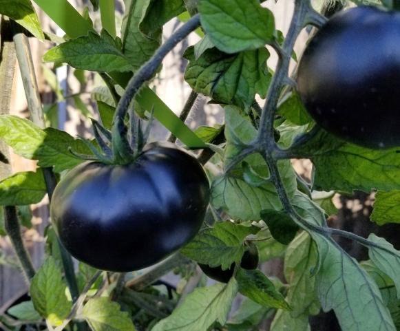Green And Black Tomato - 10 Seeds > Heirloom > Exotic >Rare >Colorful >Unique