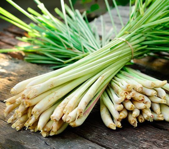 Lemon Grass (Cymbopogon Flexuosus) - 100 Seeds HERB MEDICINAL PERENNIAL
