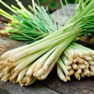 Lemon Grass (Cymbopogon Flexuosus) - 100 Seeds HERB MEDICINAL PERENNIAL