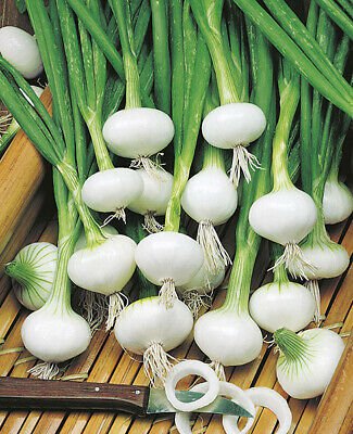 Onion Barletta Pickling White Onion - 100 Seeds - Italian Heirloom - Fresh Seeds