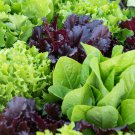 Mustard Greens Asian Baby Leaf Mix - 100 Seeds - Cool Season Heirloom Varieties