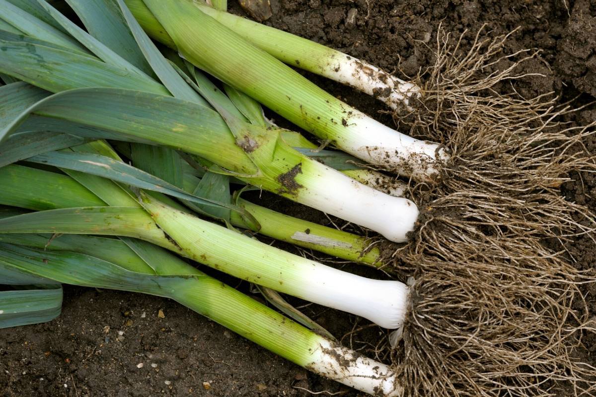 Spring Onion - 100 Seeds - Fresh Seeds