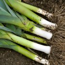 Spring Onion - 100 Seeds - Fresh Seeds