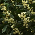 Blackwood (Acacia melanoxylon) 15 Fresh seeds -  Fresh Seeds