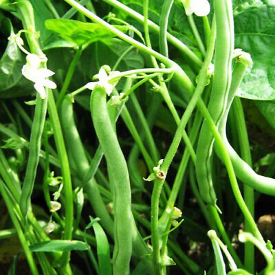 Beans mixed (borlotti, Pinto, Haricot, Blue lake) - 16 Seeds - Fresh SEEDS
