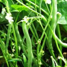 Beans mixed (borlotti, Pinto, Haricot, Blue lake) - 16 Seeds - Fresh SEEDS