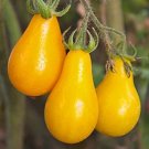 Tasmanian Yellow Tomato - 25 Seeds >Organic > Heirloom > Summer Garden Veggie