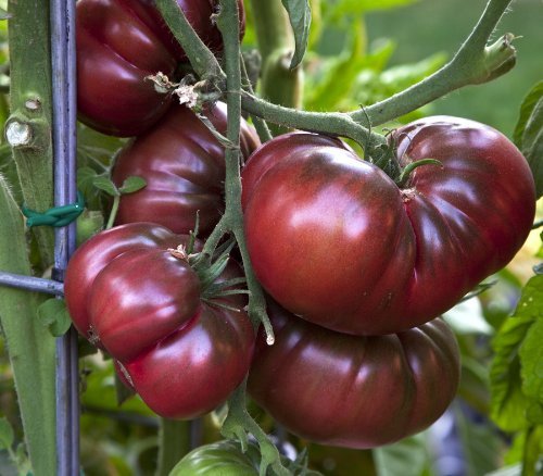 Black Krim Tomato - 25 Seeds >Organic > Heirloom > Summer Garden Veggie