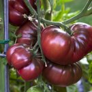 Black Krim Tomato - 25 Seeds >Organic > Heirloom > Summer Garden Veggie