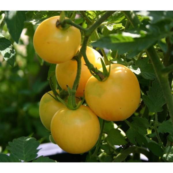 Wapsipinicon Peach Tomato - 25 Seeds >Organic > Heirloom > Summer Garden Veggie