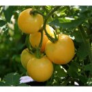 Wapsipinicon Peach Tomato - 25 Seeds >Organic > Heirloom > Summer Garden Veggie