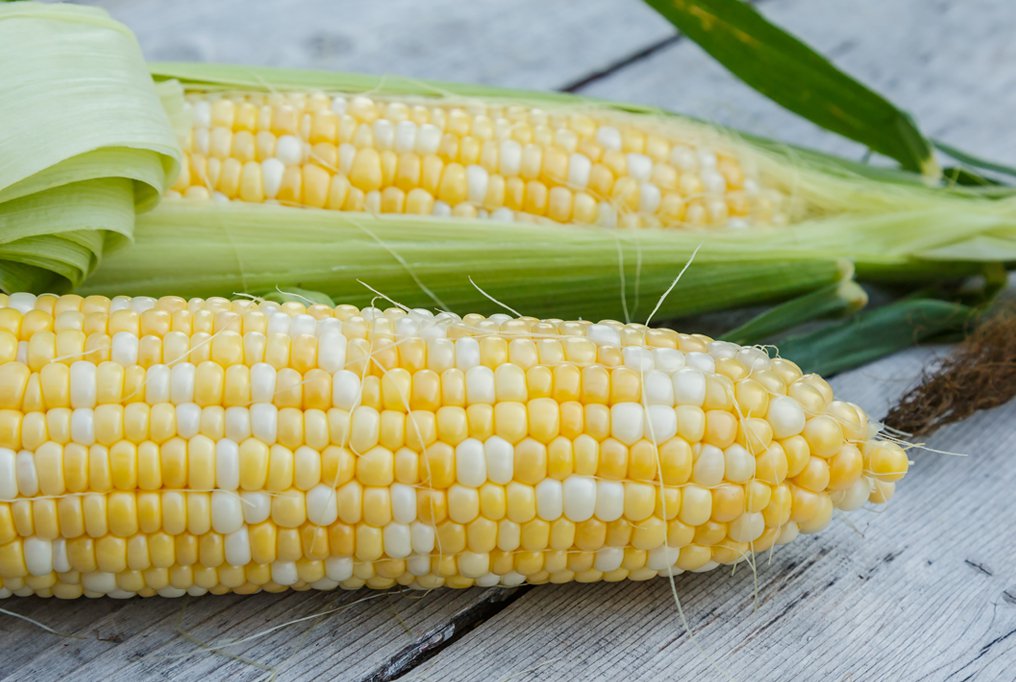 Sweetcorn (bi colour super sweet) - 20 Seeds - Hybrid Variety > Bicolour Veg