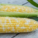 Sweetcorn (bi colour super sweet) - 20 Seeds - Hybrid Variety > Bicolour Veg