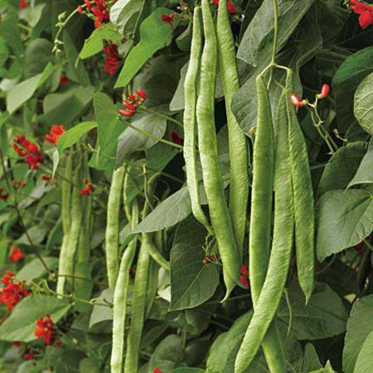 Scarlet Runner Beans - 10 Seeds > HEIRLOOM > 7 year bean > Scarlet emperor