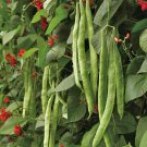 Scarlet Runner Beans - 10 Seeds > HEIRLOOM > 7 year bean > Scarlet emperor