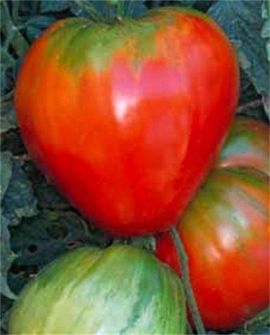 Pink Love Apple - 25 Seeds >Organic > Heirloom > Summer Garden Veggie