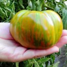 Berkeley Tie Dye Green Tomato - 10 Seeds >Organic > Heirloom > Rare >Unique