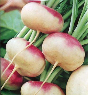 Turnip Milan Purple Top - 100 Seeds - Fresh Seeds