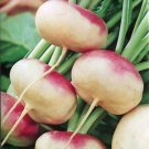 Turnip Milan Purple Top - 100 Seeds - Fresh Seeds