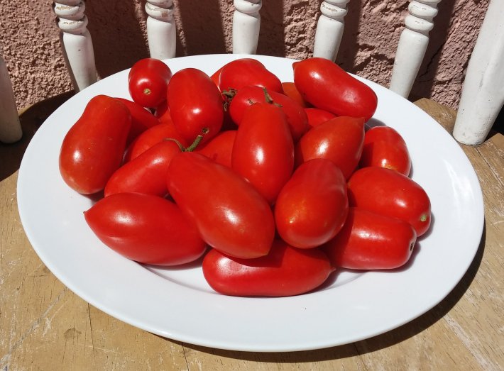 Mini Amish Tomato - 15 Seeds >Organic > Heirloom >Artisan > Rare > Best Taste!