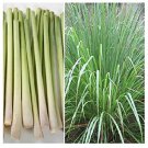 Lemon Grass (Cymbopogon Flexuosus) - 100 Seeds HERB MEDICINAL PERENNIAL