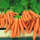 Carrot All seasons-100 Seeds- Fresh SEEDS