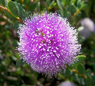 Swamp Honey Myrtle (Melaleuca Squamea - 200+ Seeds >Native